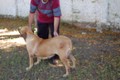 Matriz - Fila Brasileiro Dourado - Canil Singular - Dague